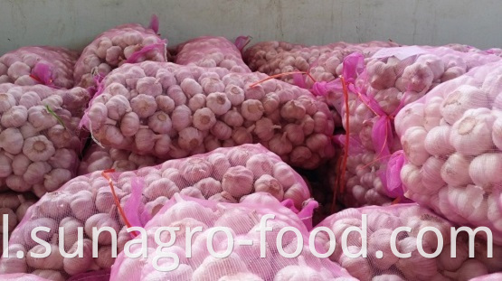 Fresh quality purple garlic